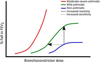 Airway smooth muscle function in asthma